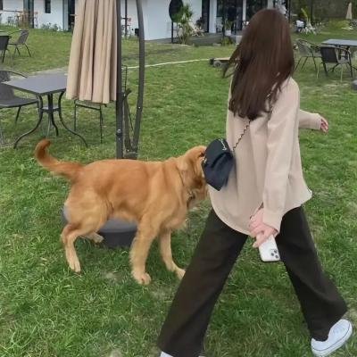 奇迹狗